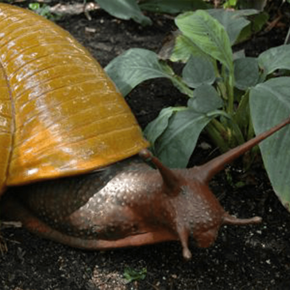 Snails snail Animal Sculpture Relief Art MC Keane Gallery