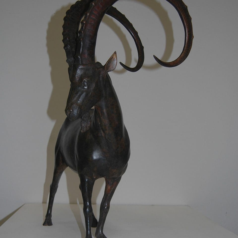 Nubian Ibex looking left side profile bronze scuplture Nubian Ibex looking left side profile bronze scuplture